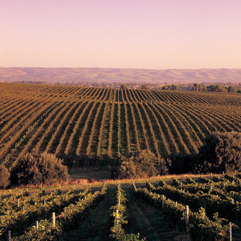 Barossa Valley Experiences on Experience OZ