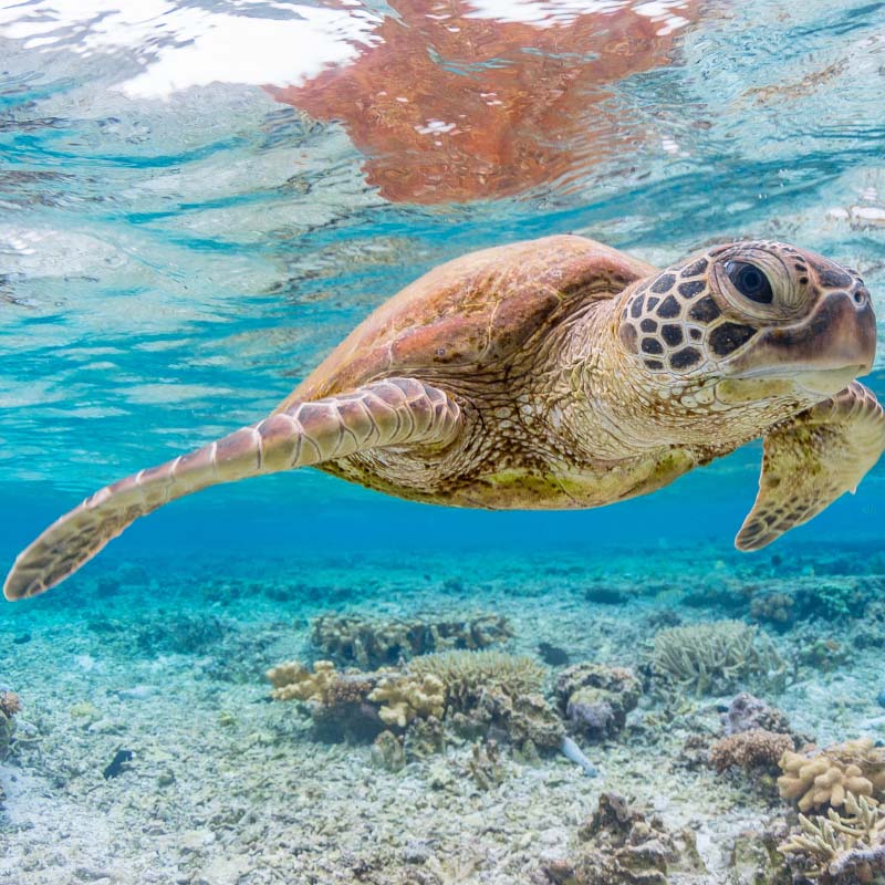 Great Barrier Reef on Experience OZ